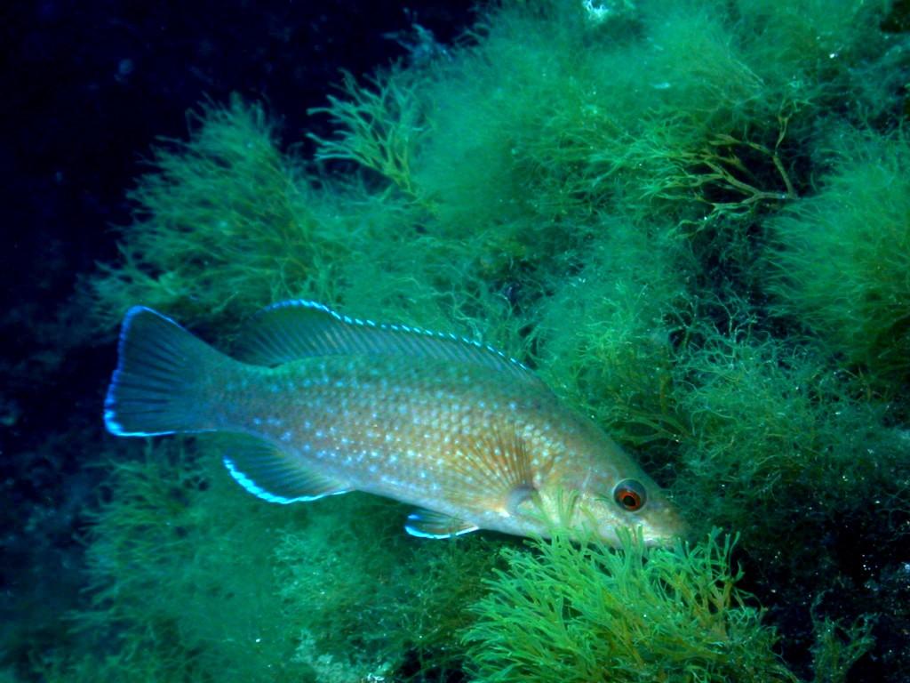 Labrus viridis